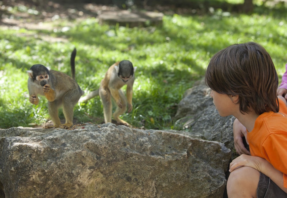 Vallée des singes