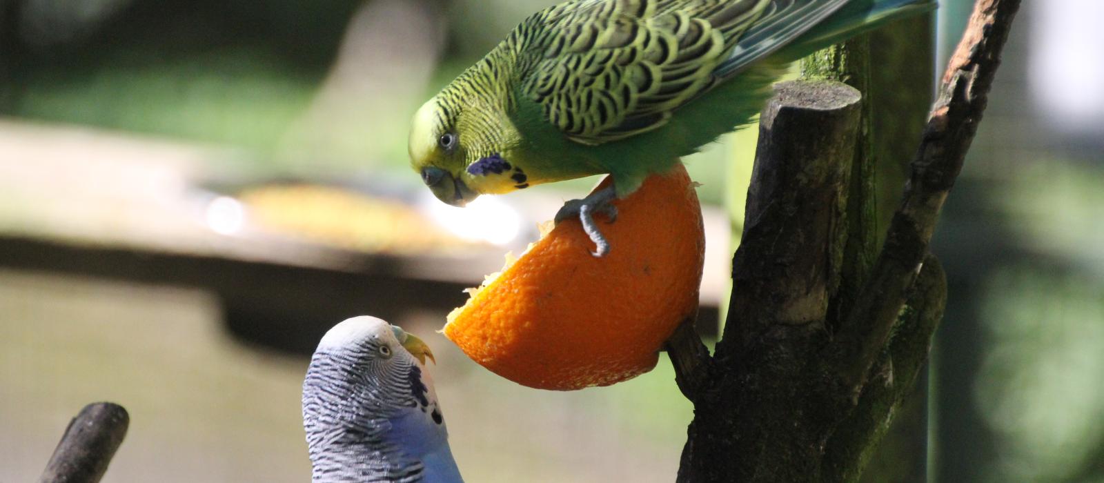 Parc animalier du bois de Saint-Pierre