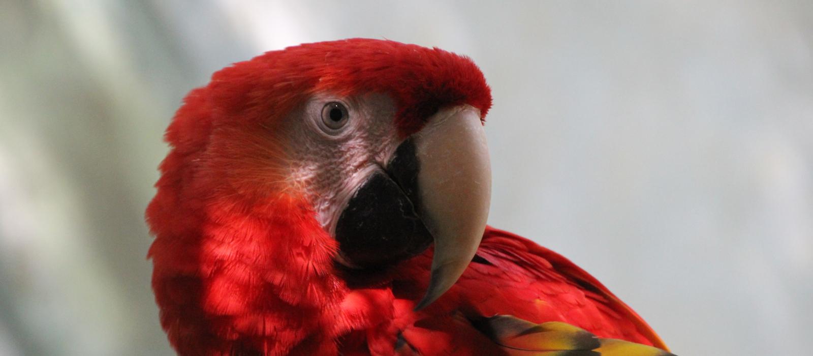 Parc animalier du bois de Saint-Pierre
