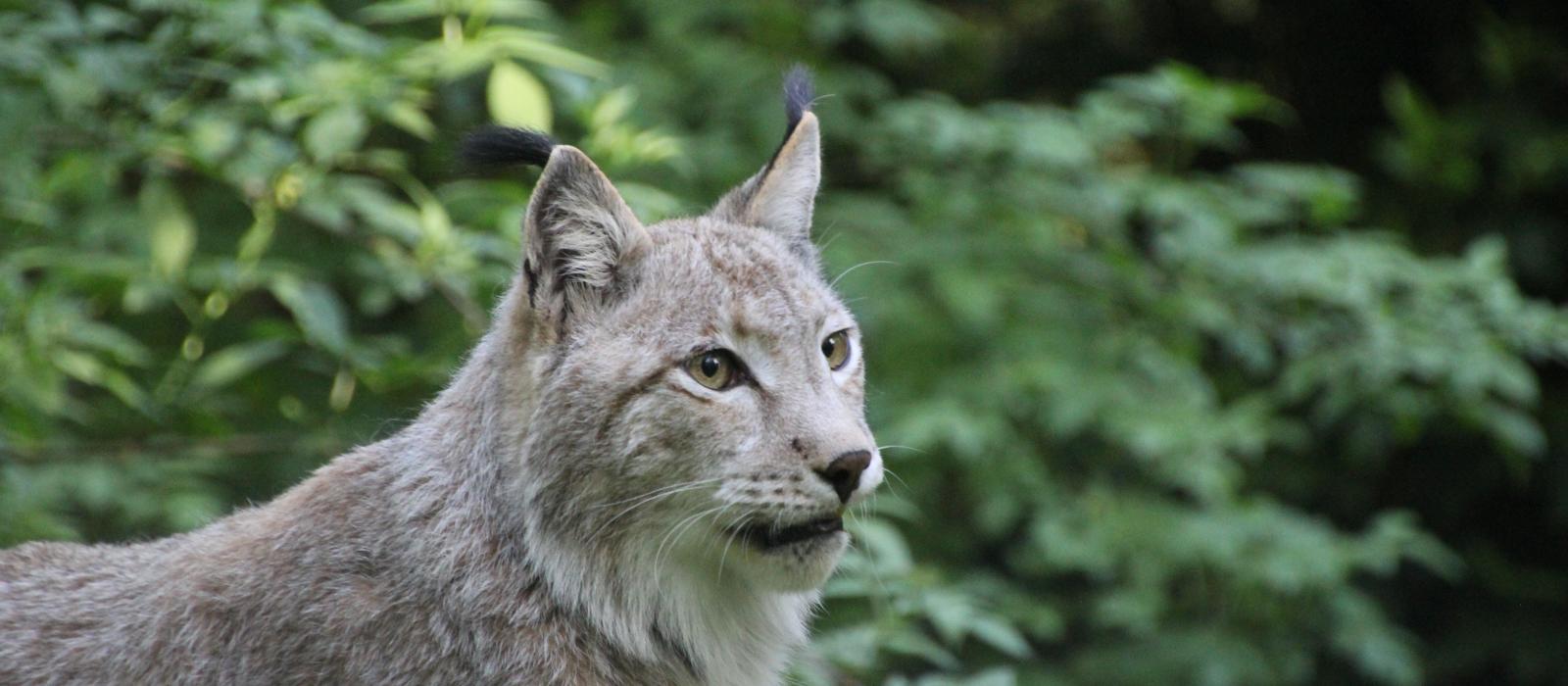 Parc animalier du bois de Saint-Pierre