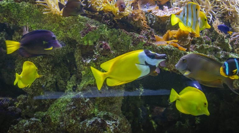 Aquarium du Limousin