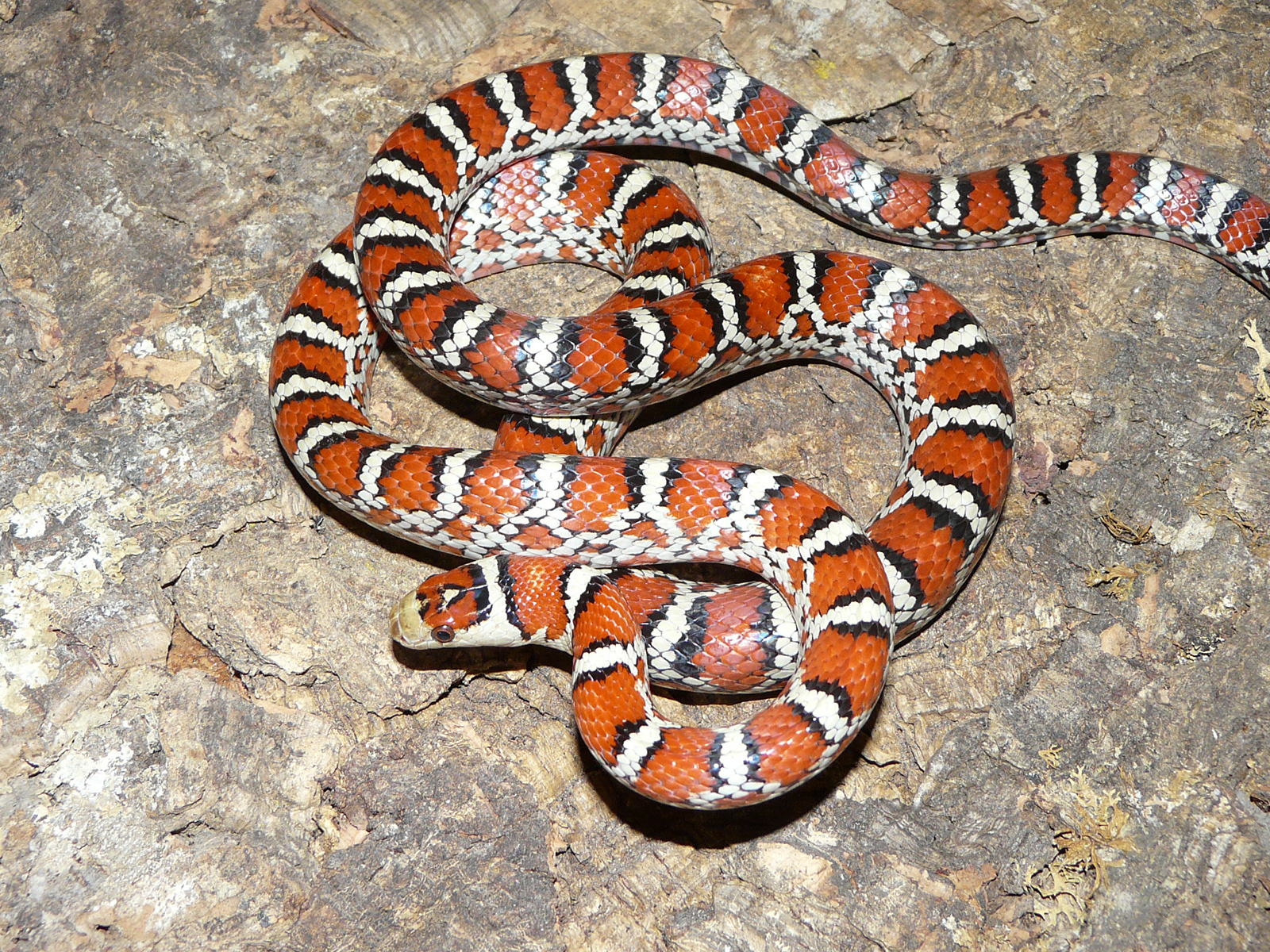 La ferme des reptiles