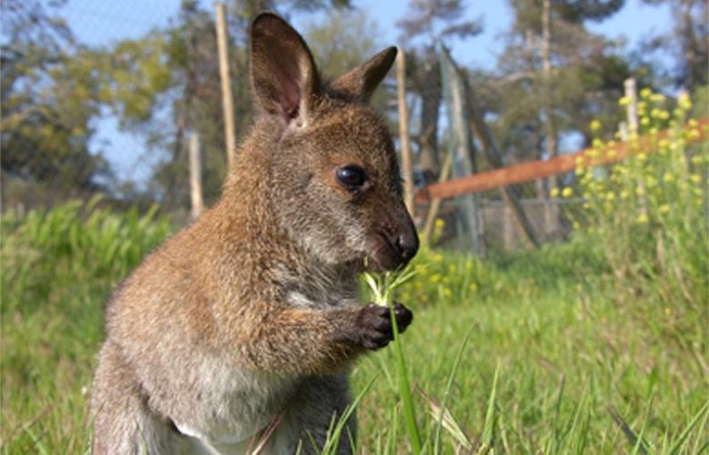 Parc australien de Carcassonne