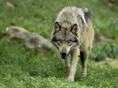 Parc animalier de Pradinas