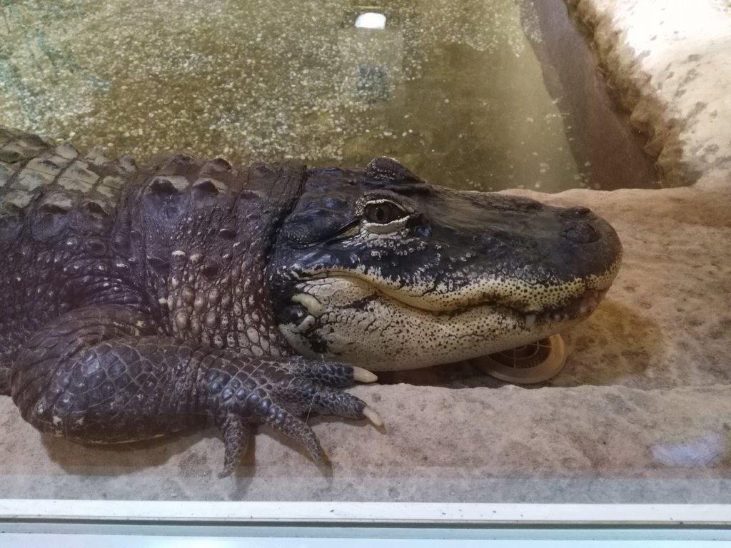 Reptilarium du Larzac