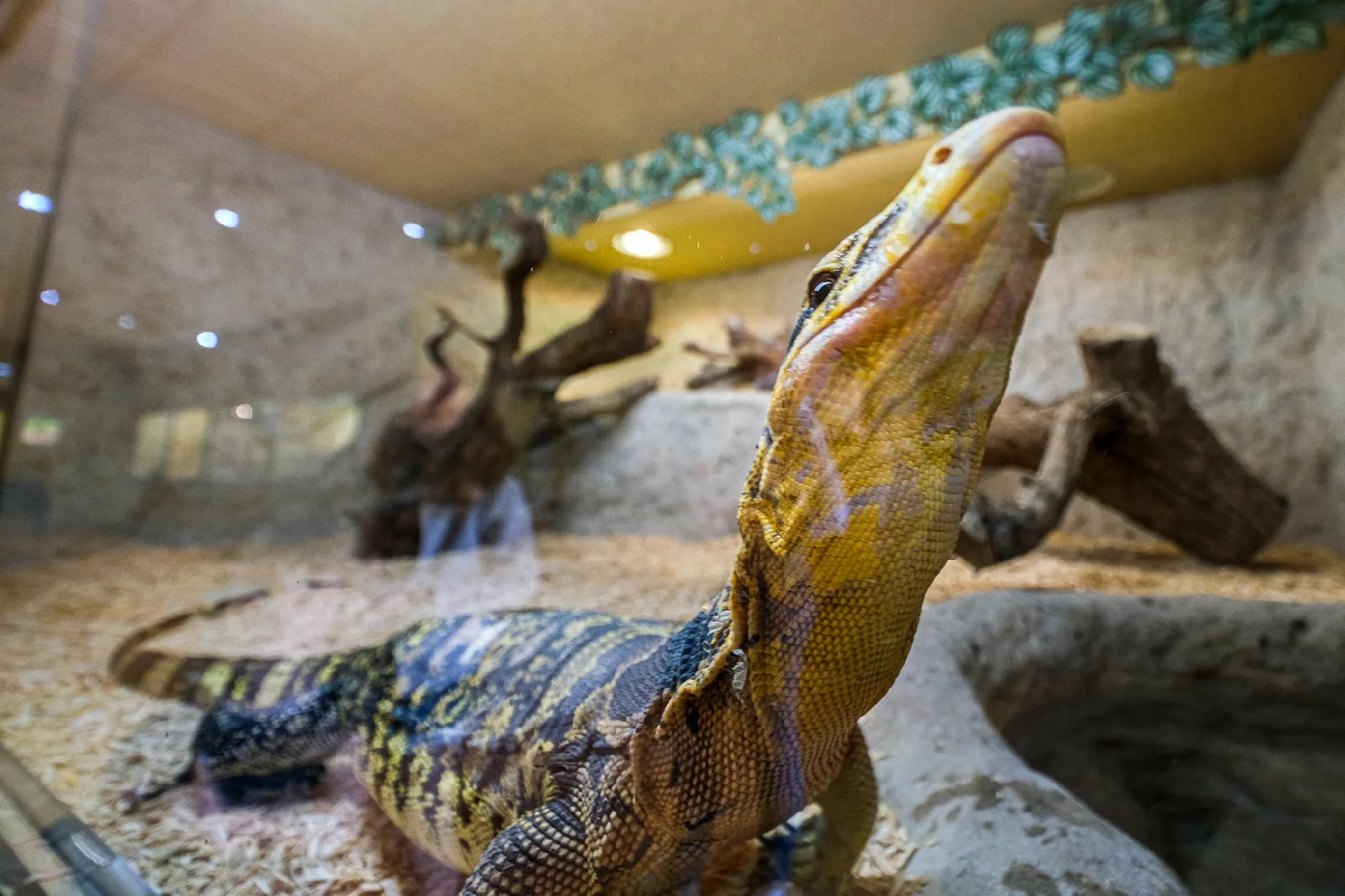 Reptilarium du Larzac