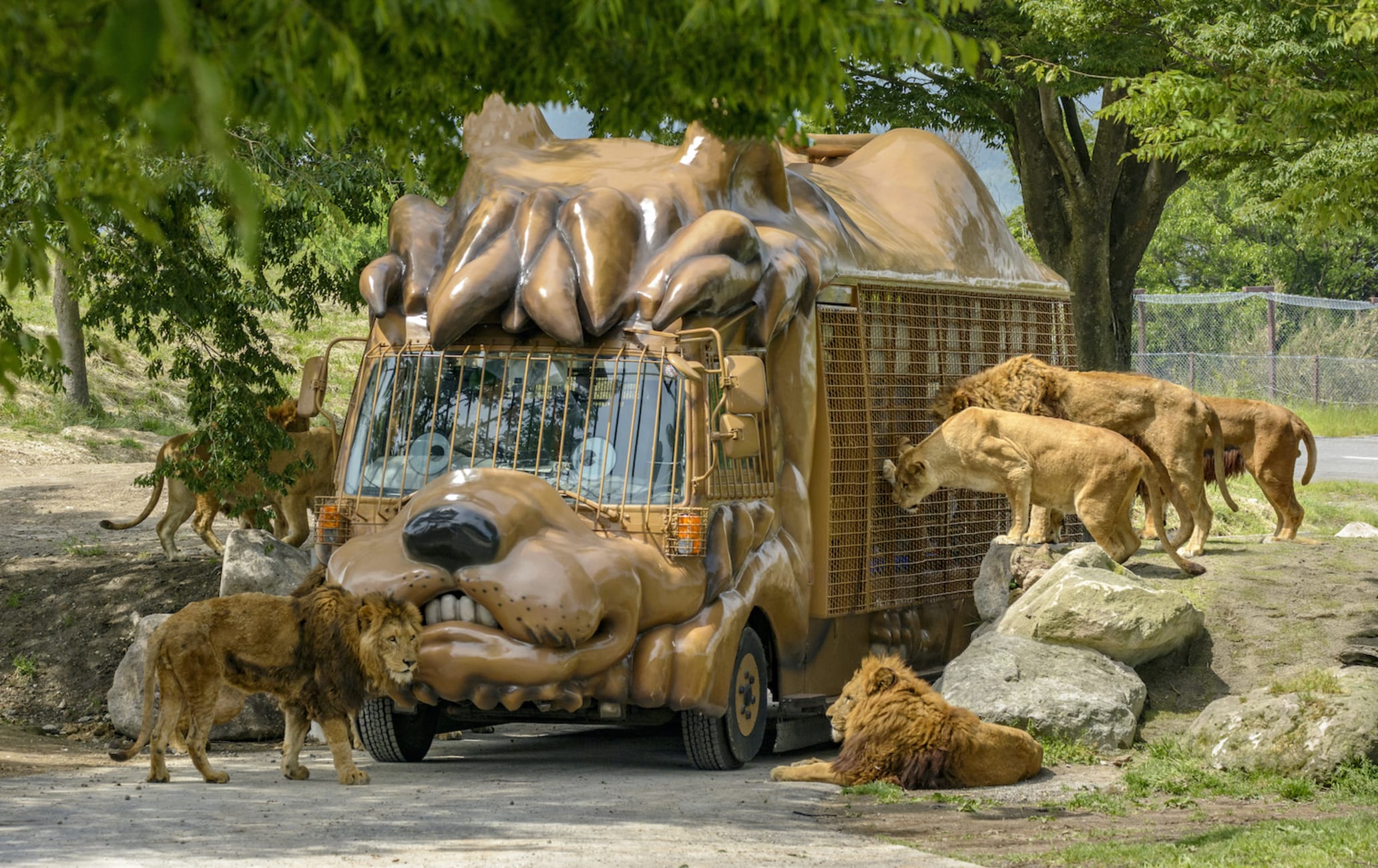 Zoo African Safari