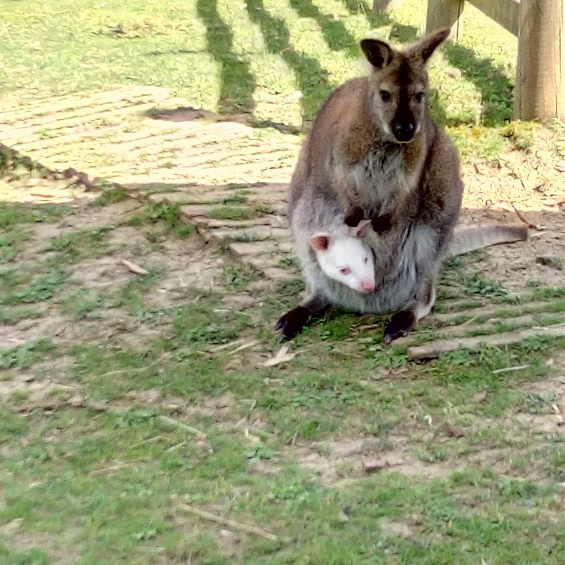 Vallon des kangourous