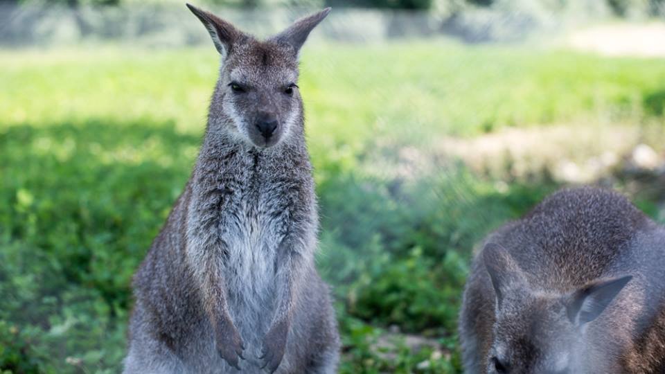 Vallon des kangourous
