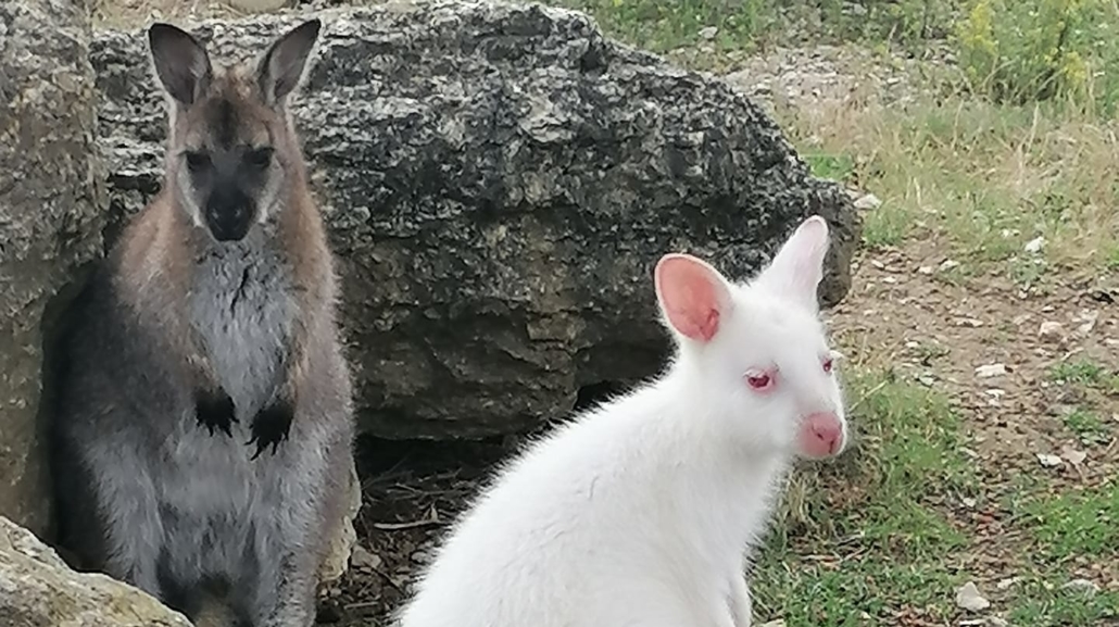 Vallon des kangourous