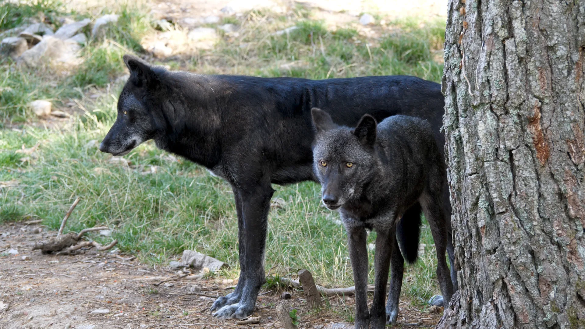 Parc à loups du Gévaudan