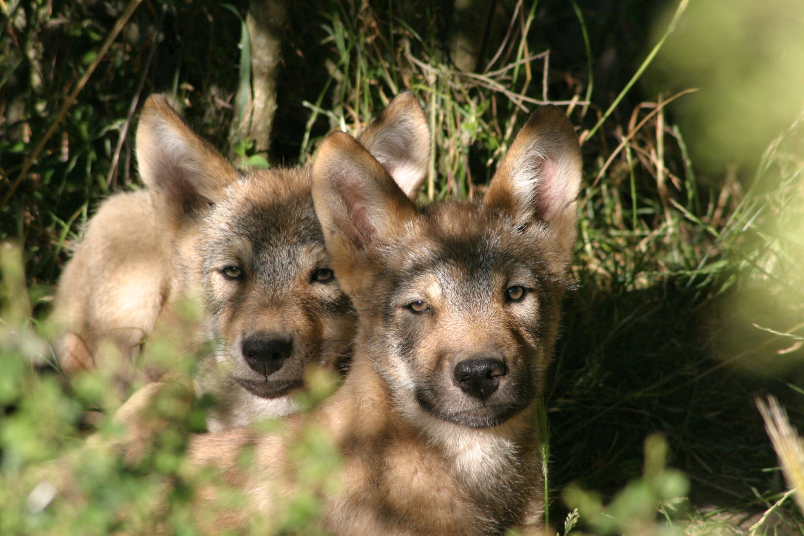Parc à loups du Gévaudan