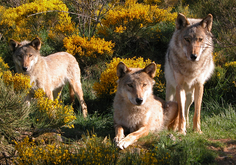 Parc à loups du Gévaudan