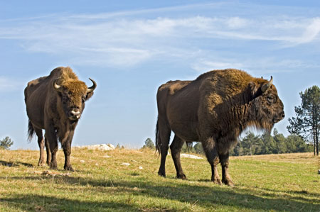 Réserve de bisons d'Europe de Sainte-Eulalie
