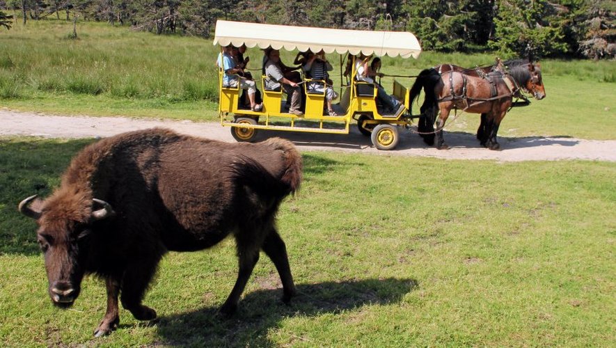 Réserve de bisons d'Europe de Sainte-Eulalie