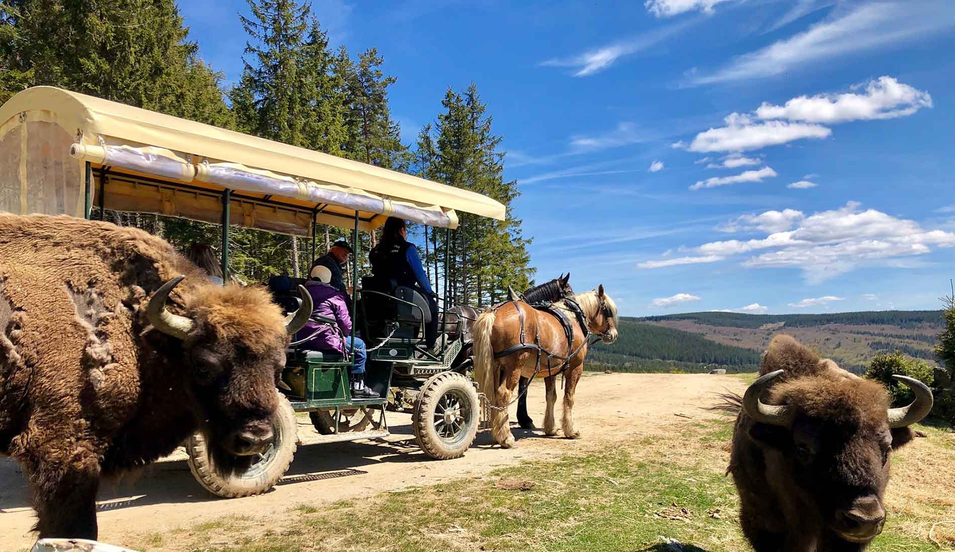Réserve de bisons d'Europe de Sainte-Eulalie