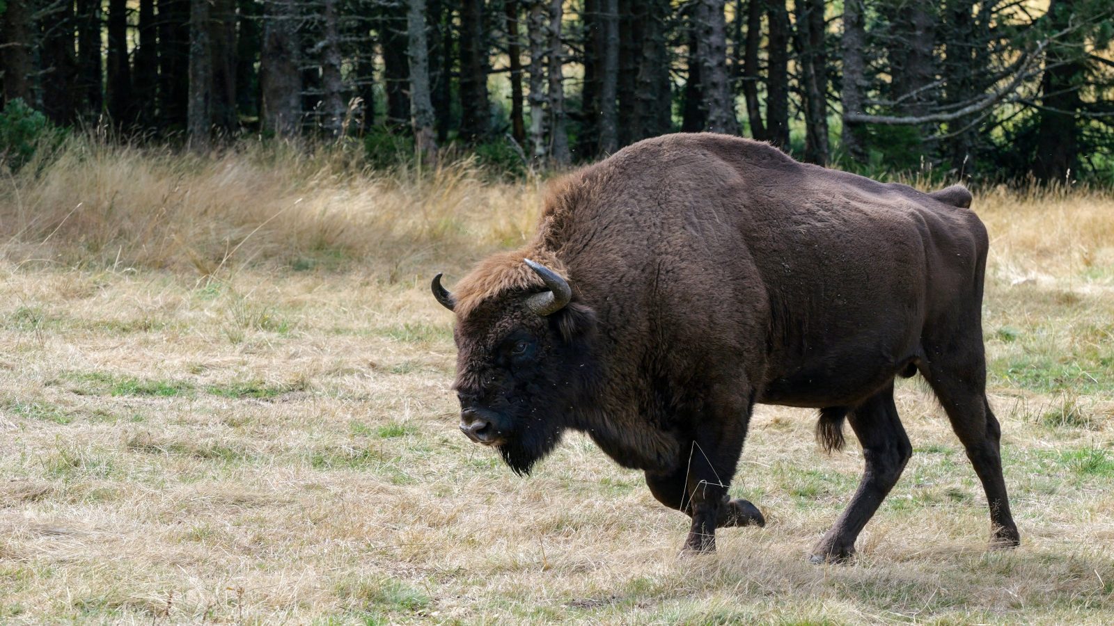 Réserve de bisons d'Europe de Sainte-Eulalie