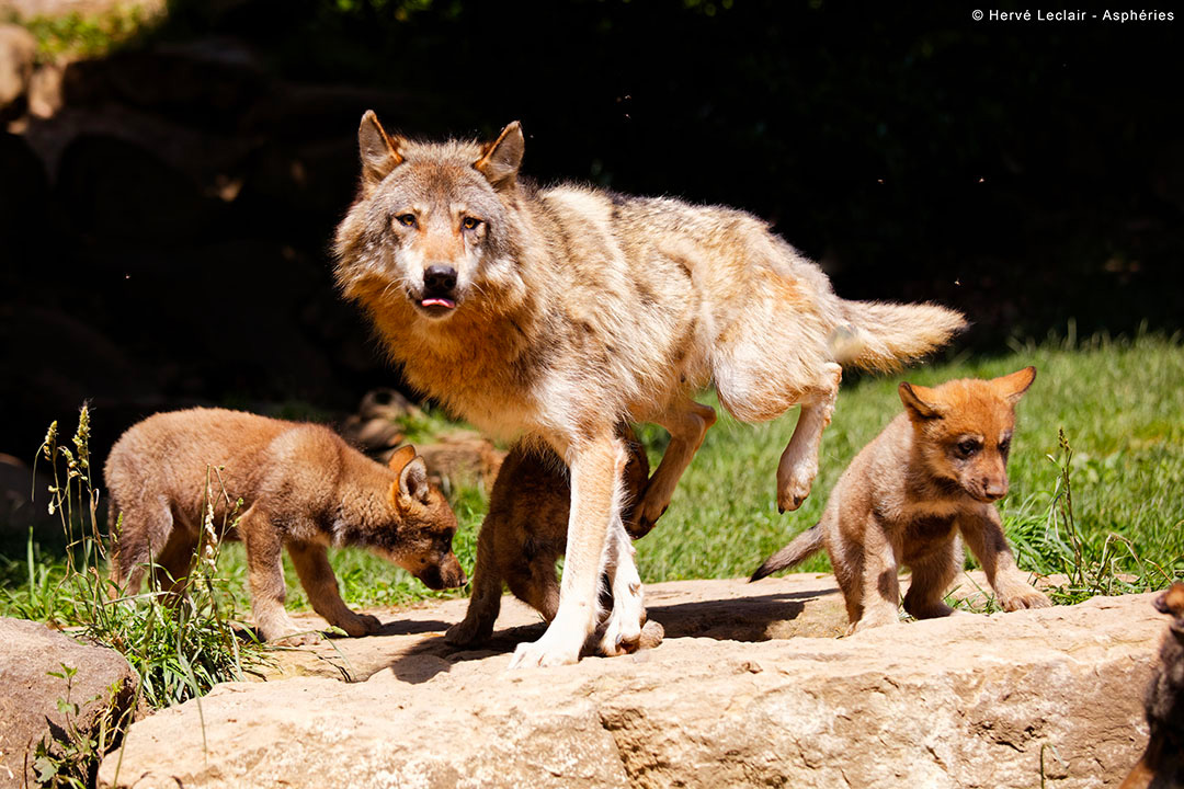 Parc animalier des Pyrénées