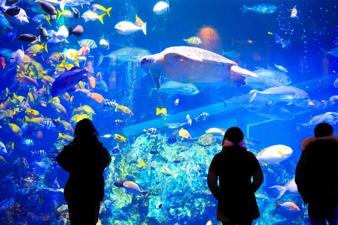 Aquarium de Canet-en-Roussillon (Oniria)