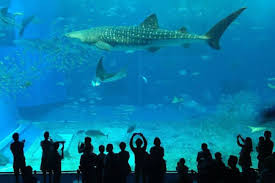 Aquarium de Canet-en-Roussillon (Oniria)