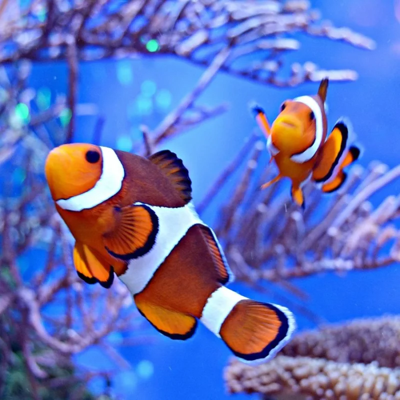 Aquarium de Canet-en-Roussillon (Oniria)