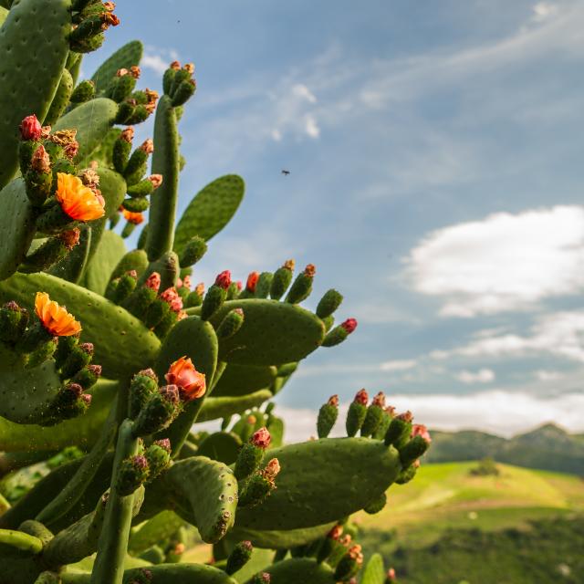 Biodiversarium - aquarium et jardin scientifiques méditerranéens
