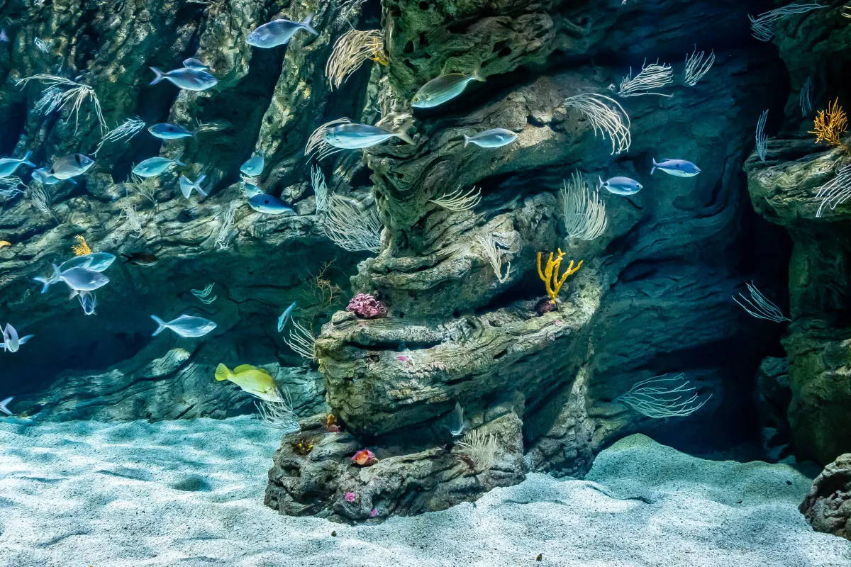 Biodiversarium - aquarium et jardin scientifiques méditerranéens