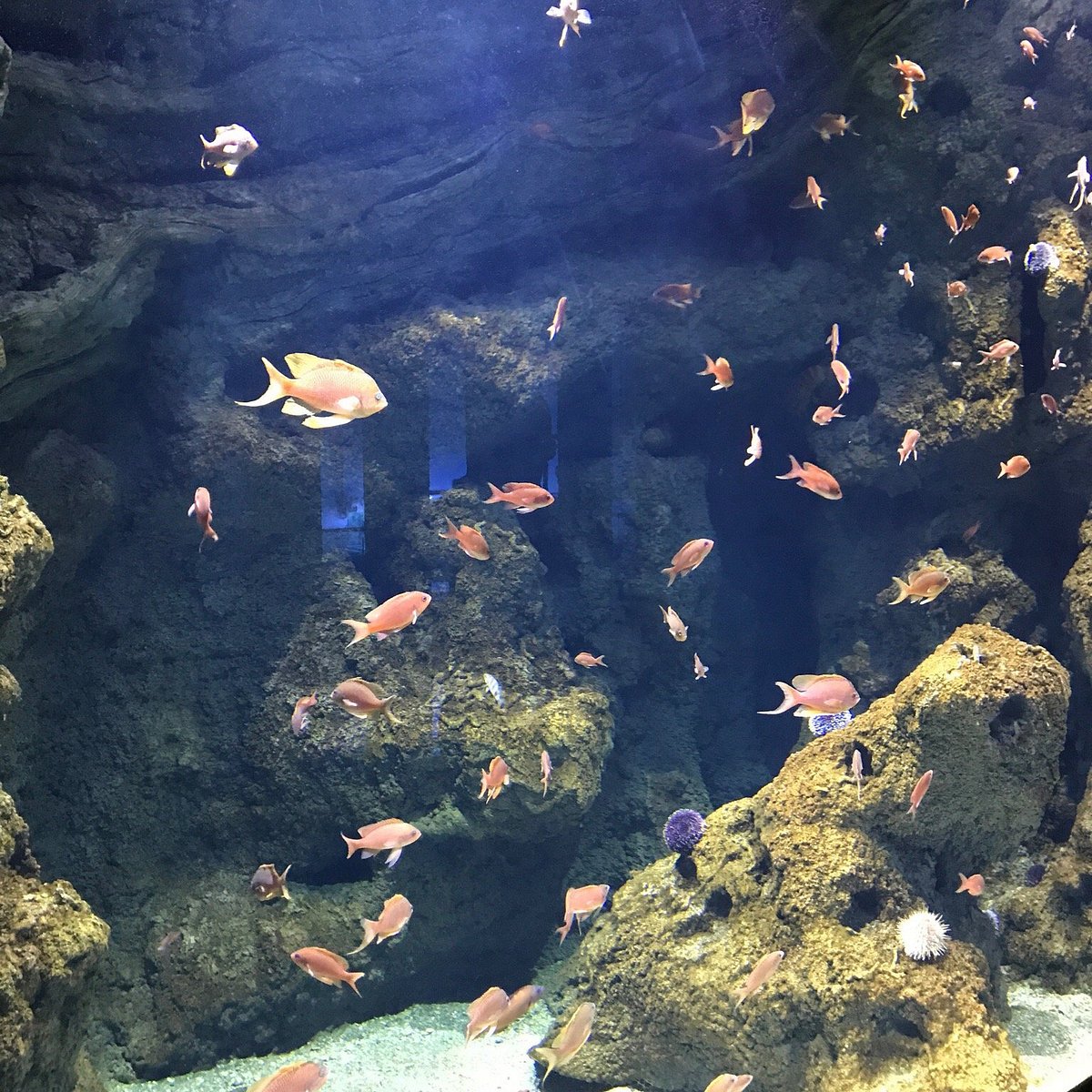 Biodiversarium - aquarium et jardin scientifiques méditerranéens