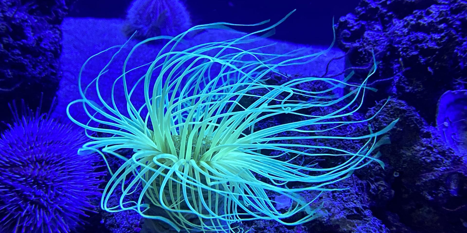 Biodiversarium - aquarium et jardin scientifiques méditerranéens