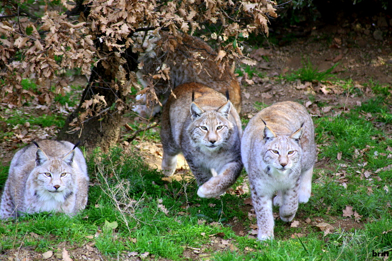 Parc animalier de Casteil