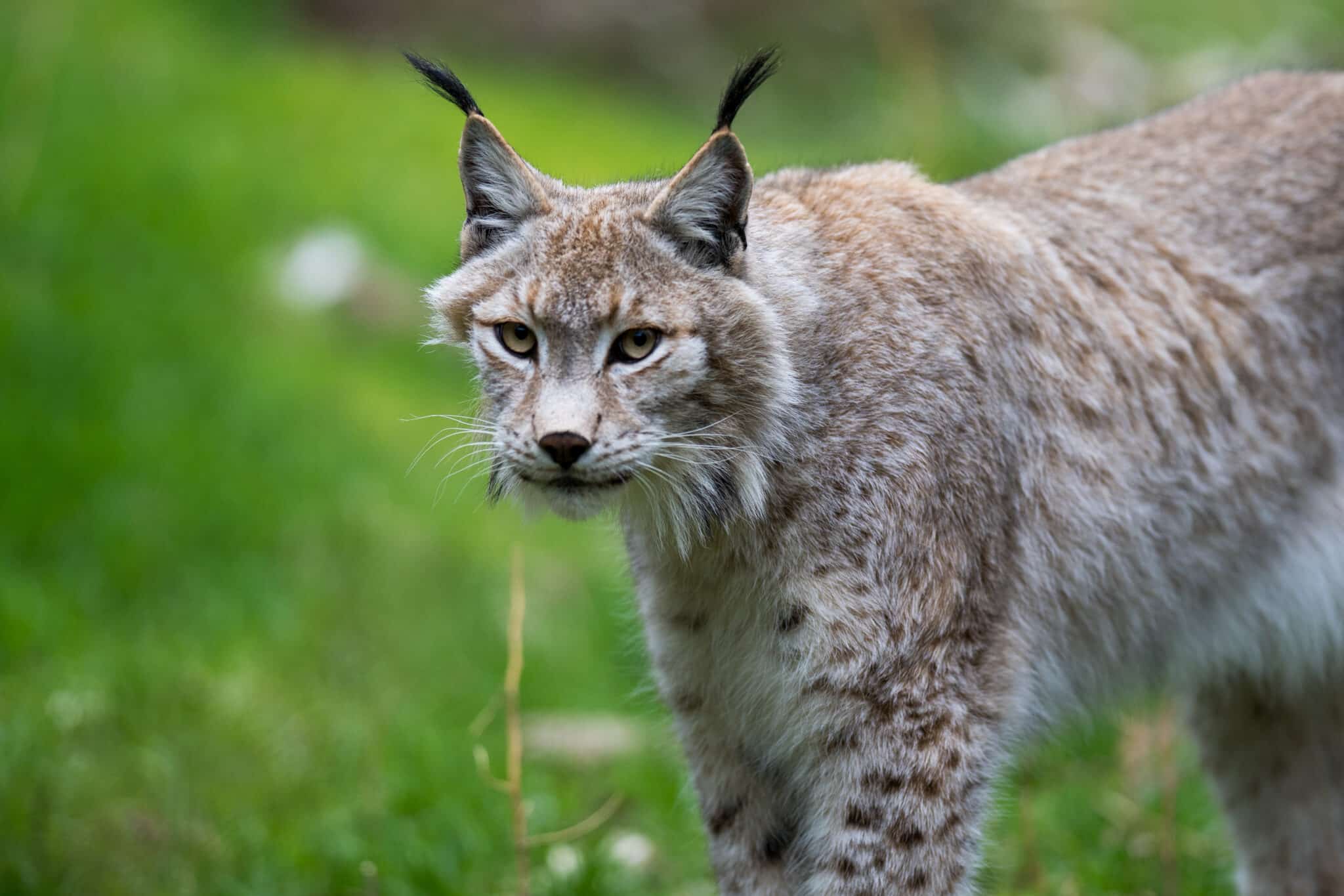 Parc animalier de Casteil
