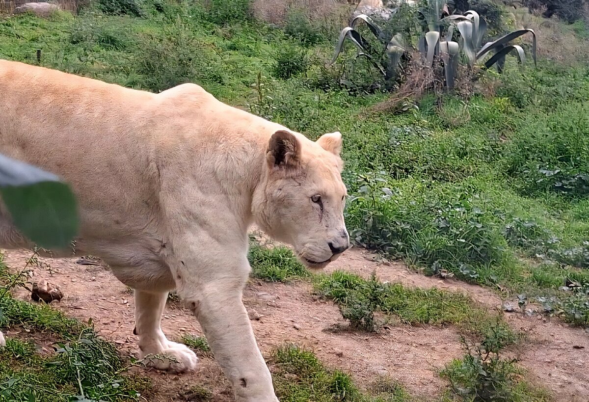 Parc animalier de Casteil