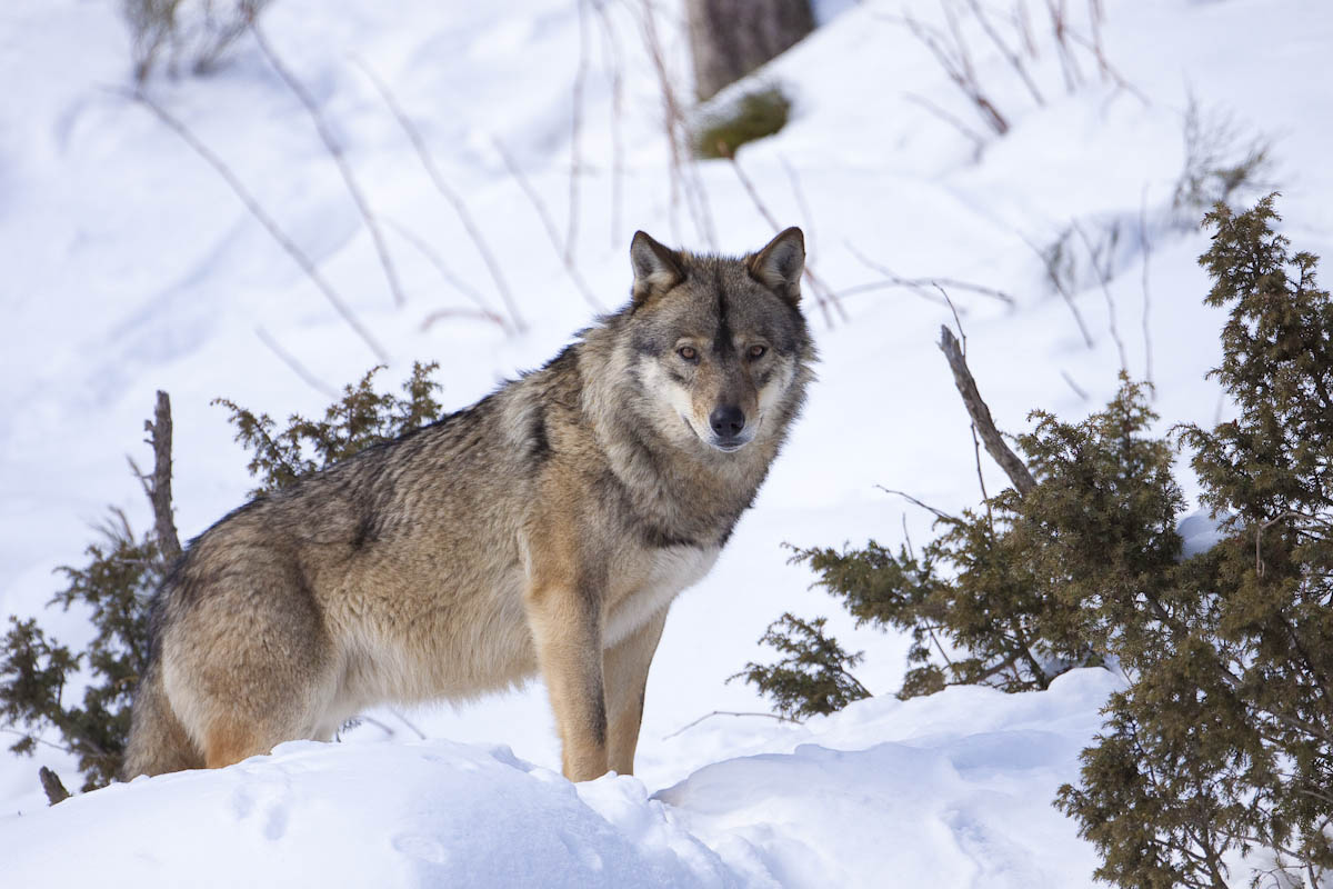Parc animalier des Angles