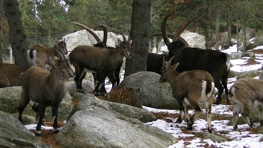 Parc animalier des Angles