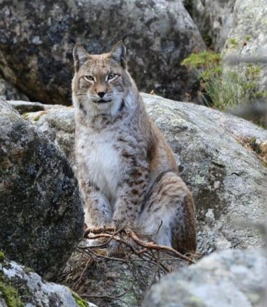 Parc animalier des Angles