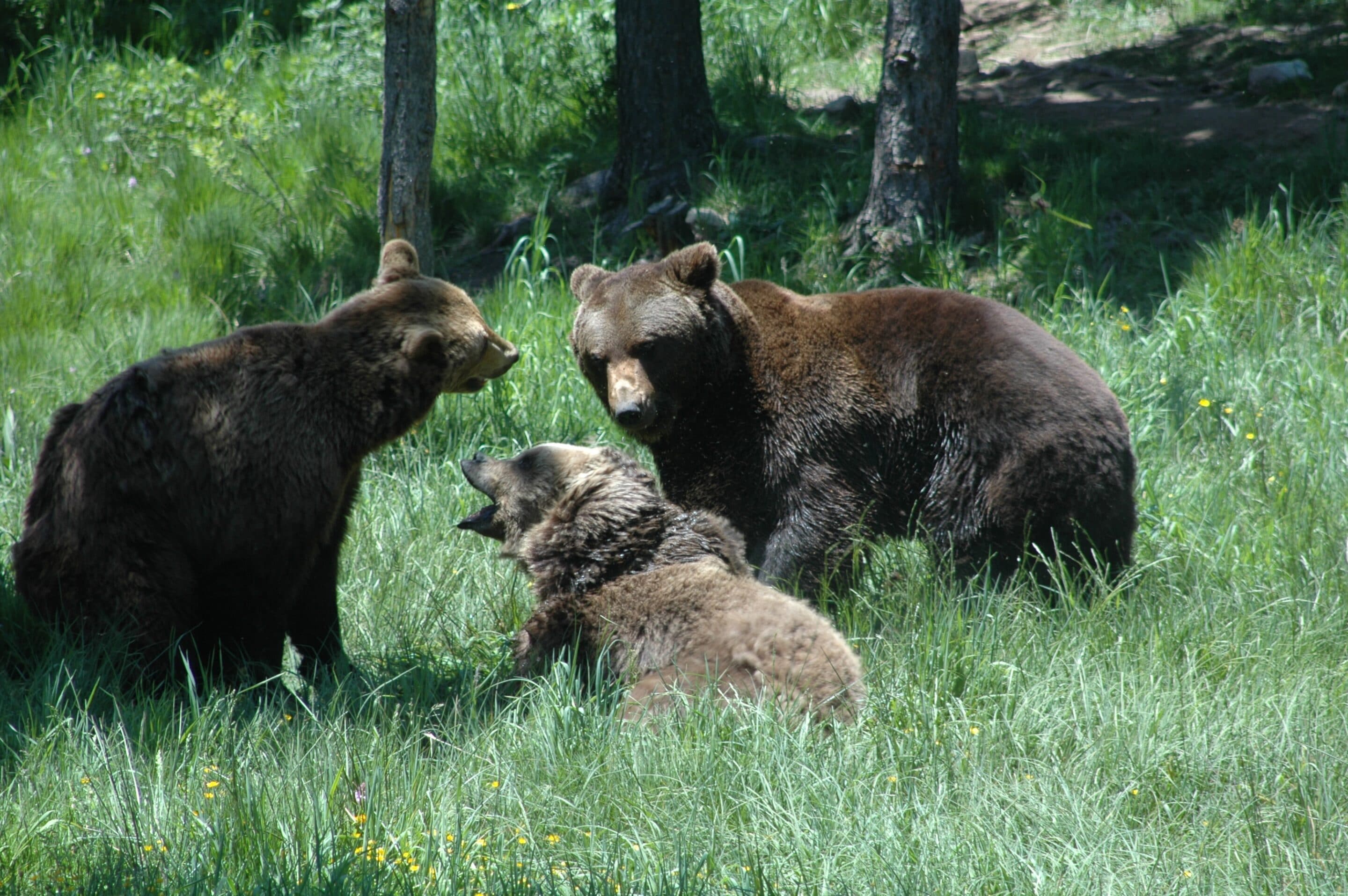 Parc animalier des Angles