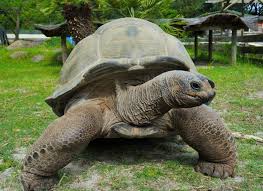 La vallée des tortues