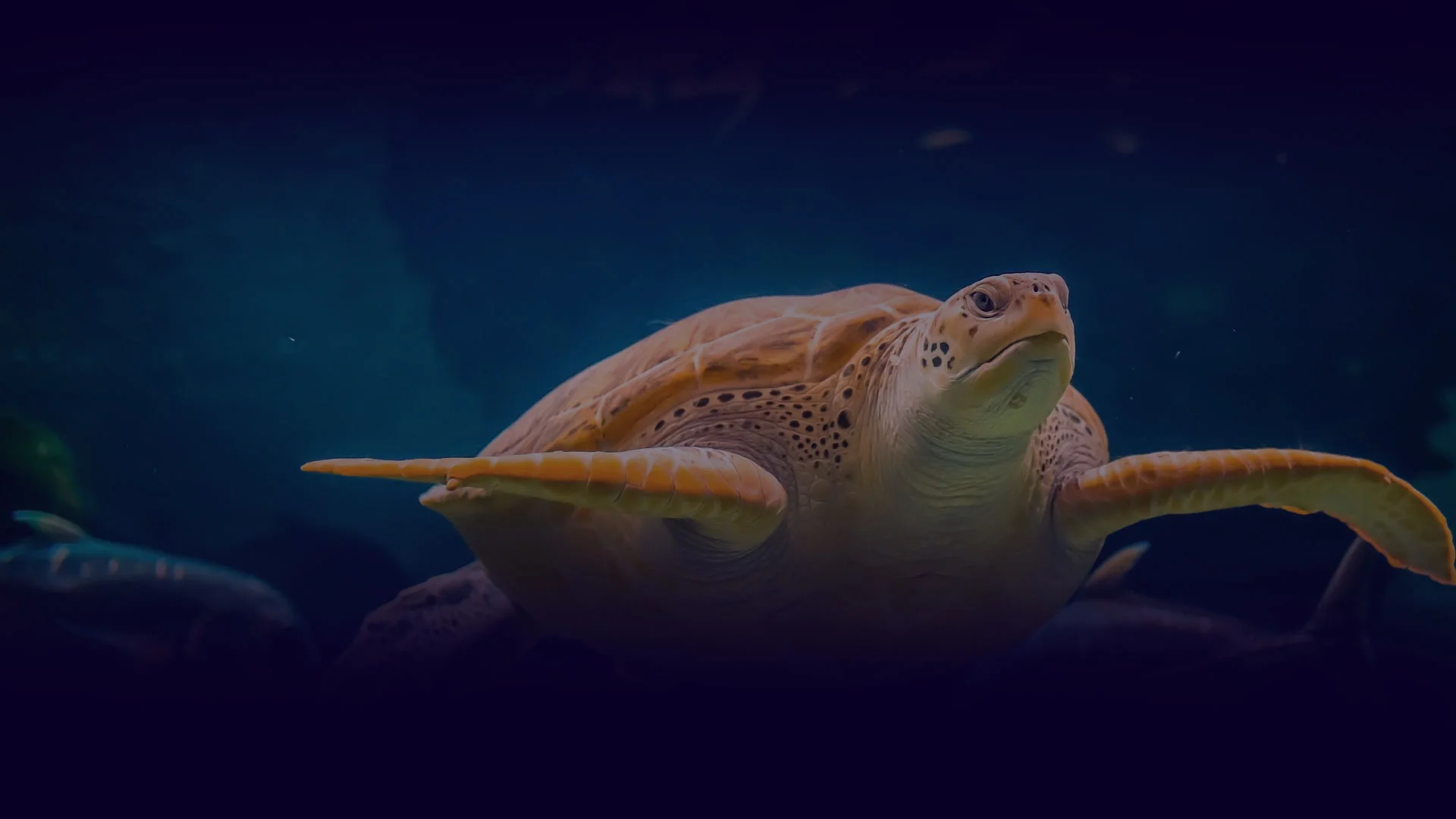 Océarium du Croisic