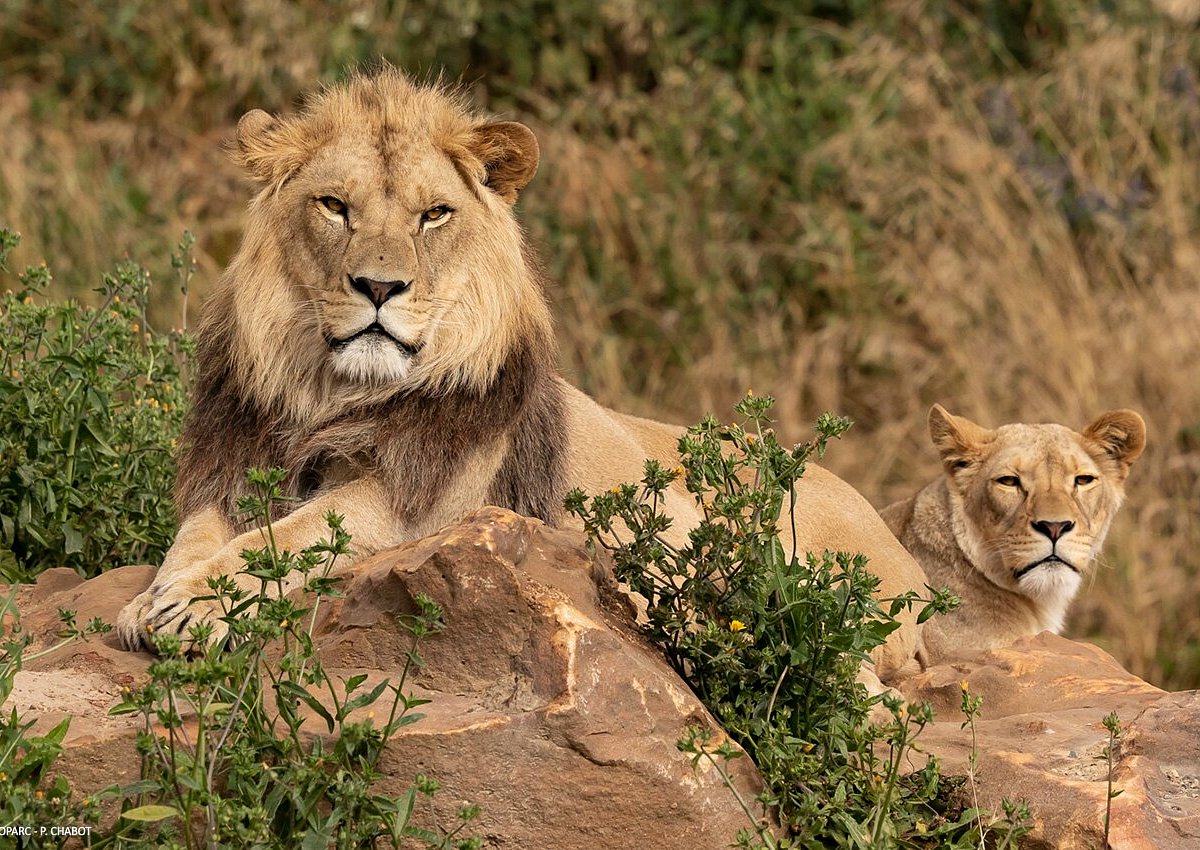 Bioparc de Doué-la-Fontaine
