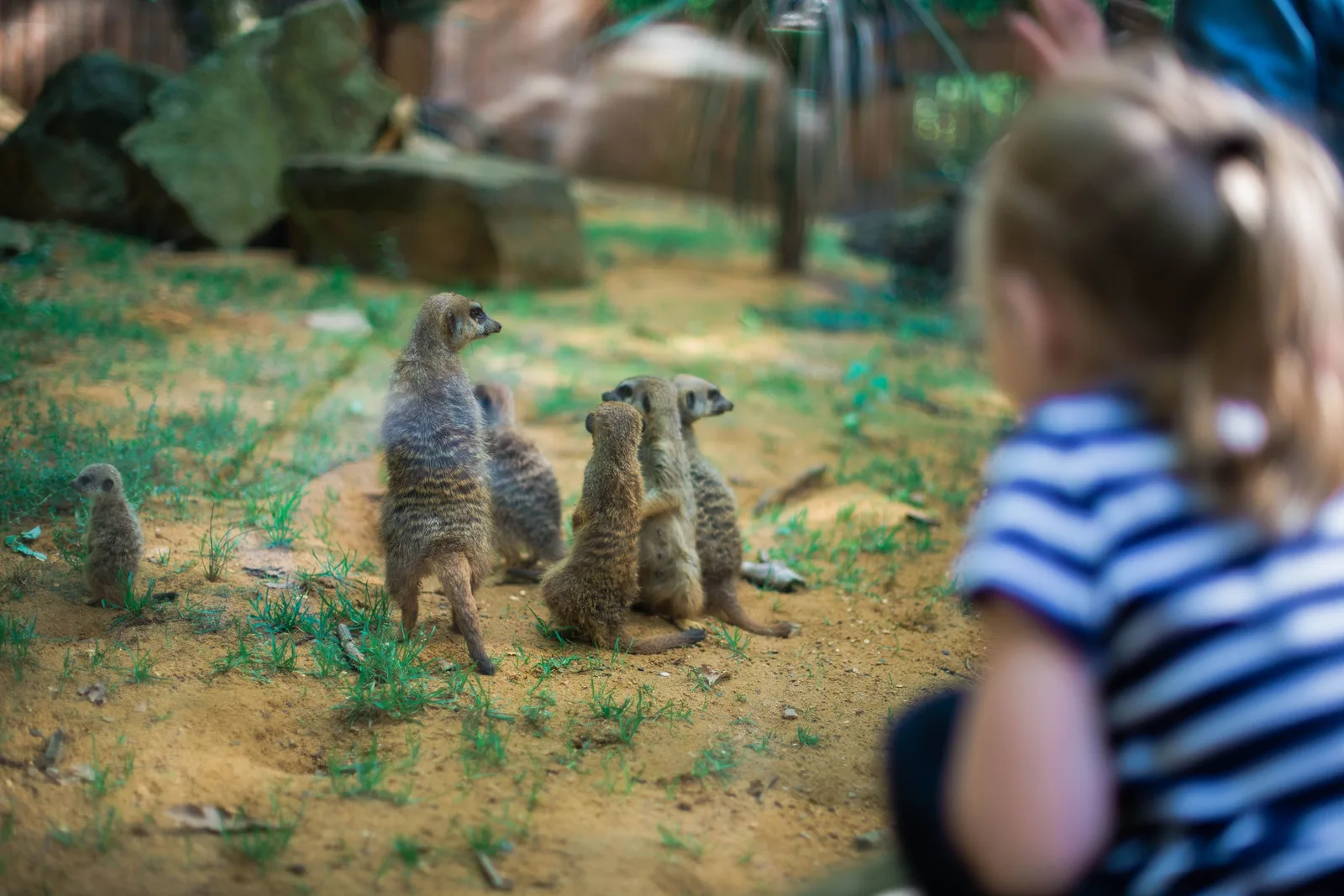 Domaine zoologique de Pescheray