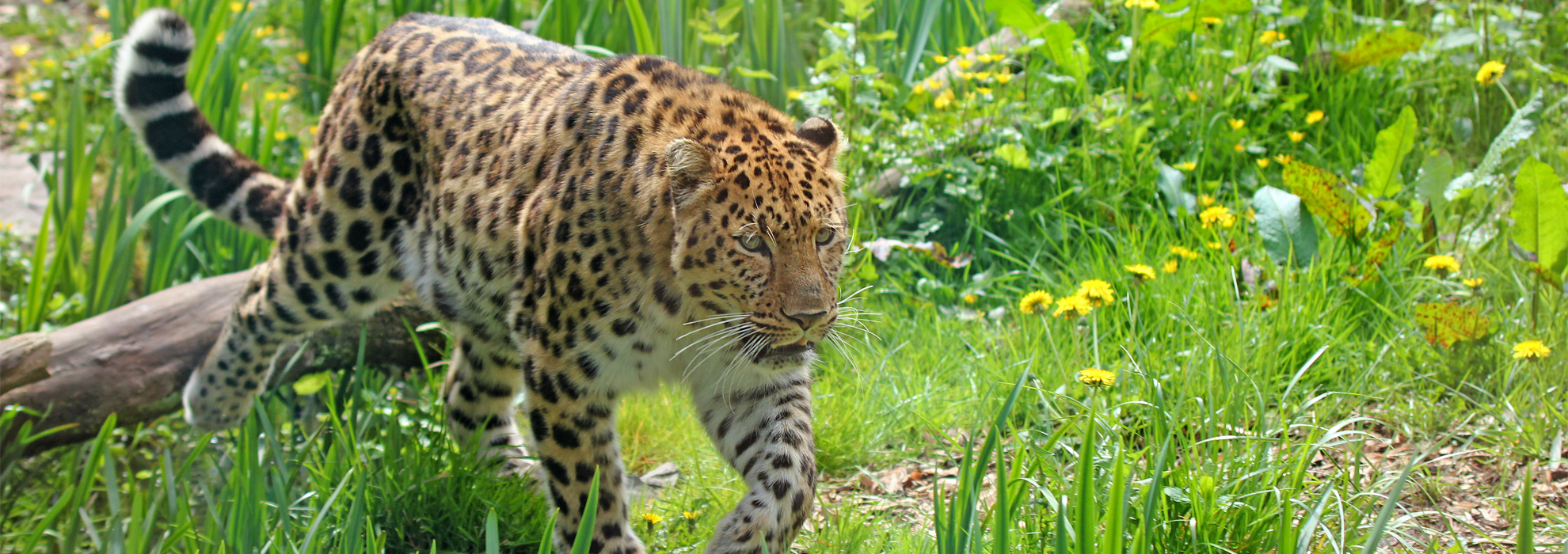 Zoo des Sables-d'Olonne