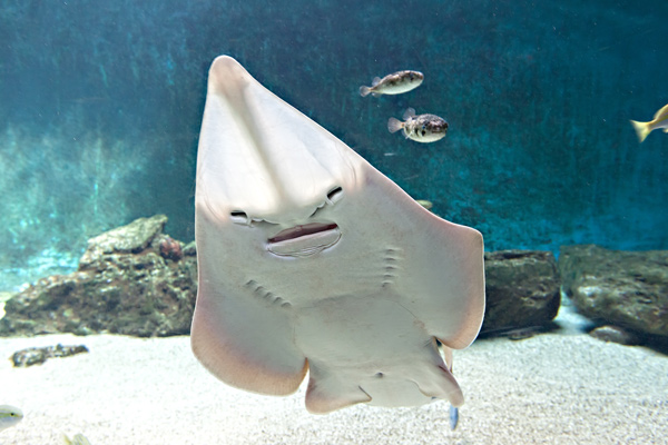 Aquarium le 7e continent