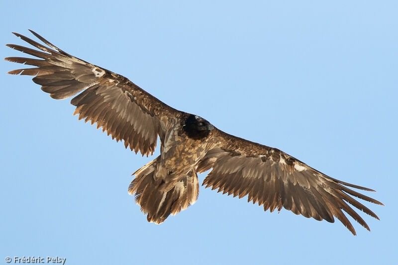 Les aigles du Verdon