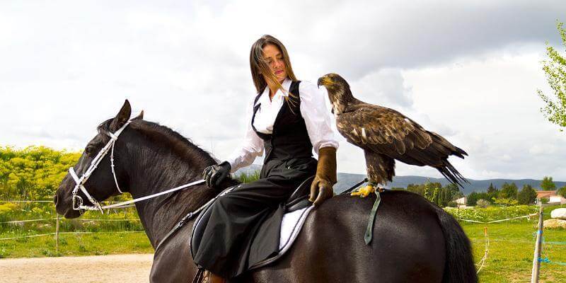 Les aigles du Verdon