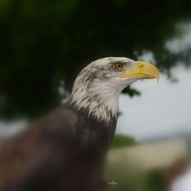 Les aigles du Verdon