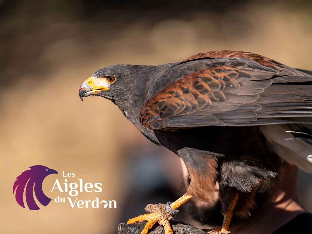 Les aigles du Verdon