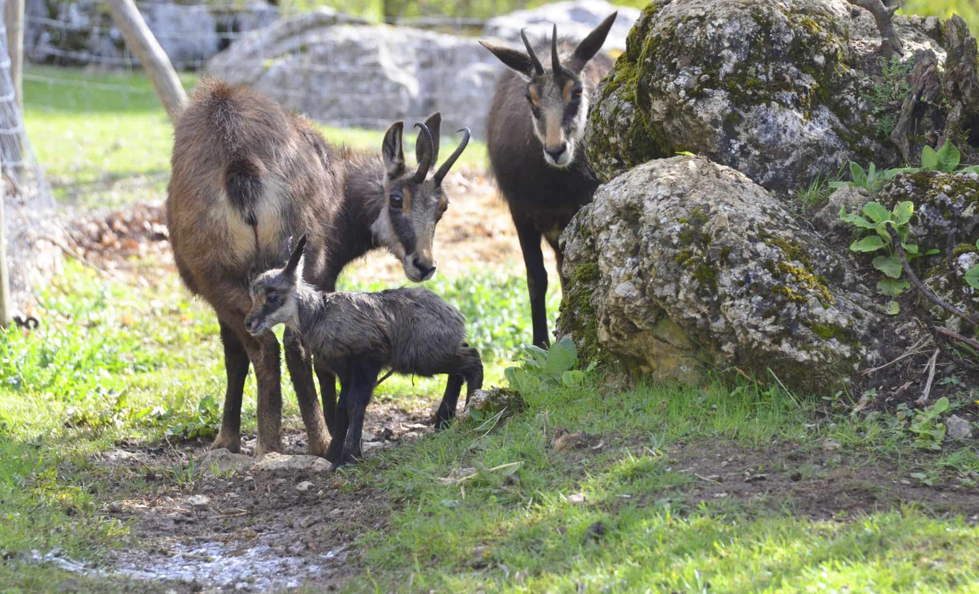 Parc animalier de la vallée sauvage