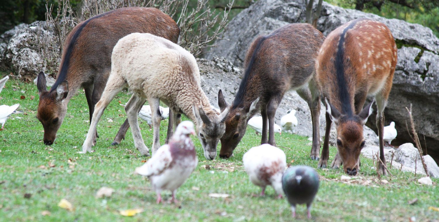 Parc animalier de la vallée sauvage