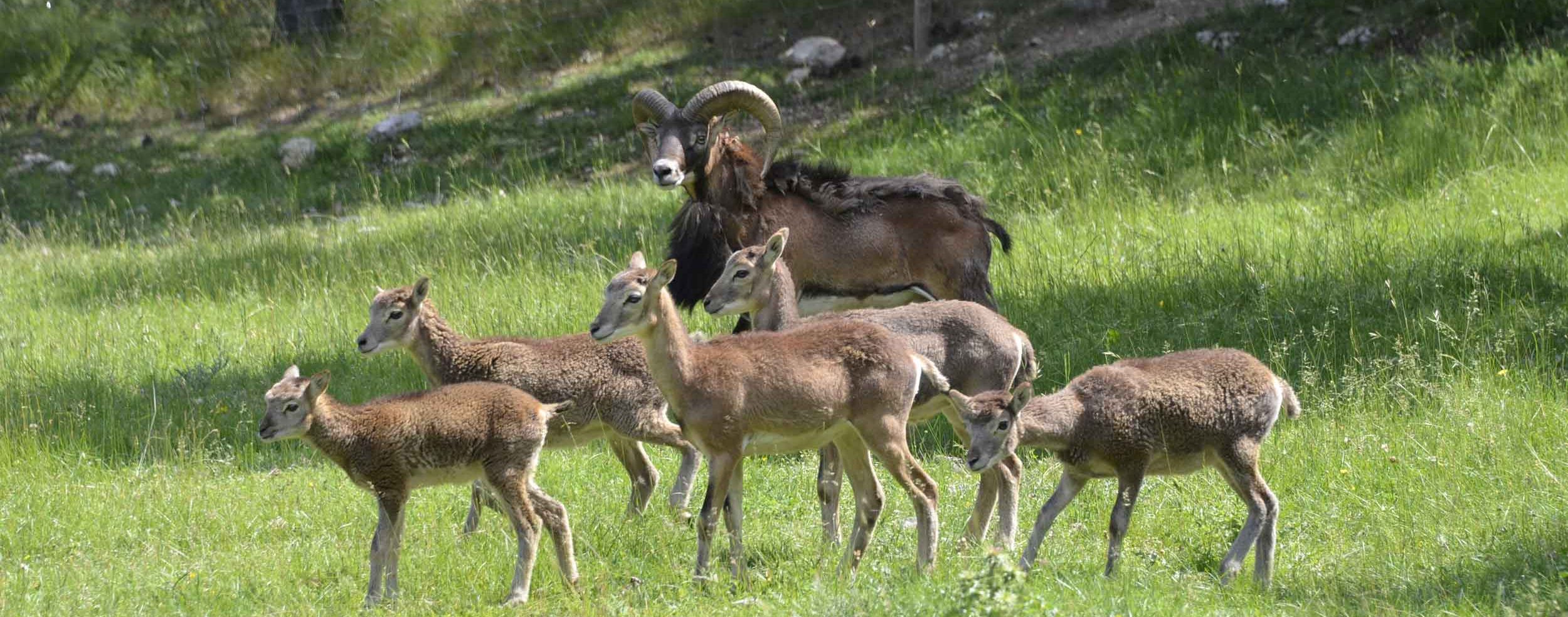 Parc animalier de la vallée sauvage