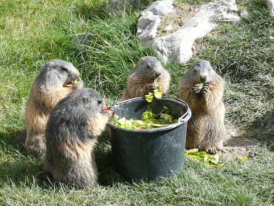 Parc animalier de Serre-Ponçon
